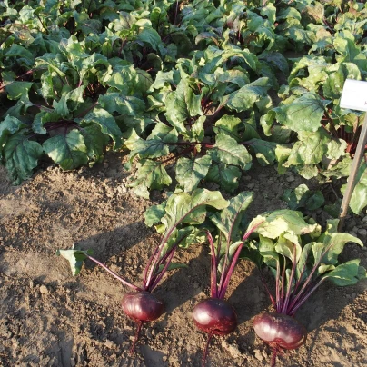 Řepa Kahira - Beta vulgaris L. var. conditiva - semena - 60 ks