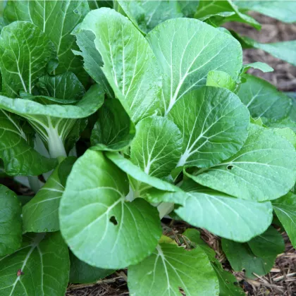 Hořčice salátová Misome F1 - Brassica campestris - semena - 20 ks