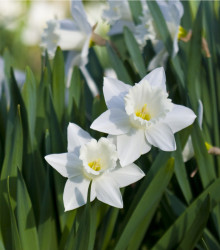 Narcis Tresamble - Narcissus - cibuloviny - 3 ks