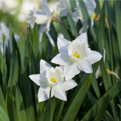 Narcis  Tresamble – Narcissus – cibulky narcisu