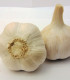 Sadbový česnek Havel - Allium sativum - paličák - cibule česneku - 1 balení
