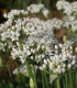 Pažitka čínská česneková Kobold - Allium tuberosum - semena - 130 ks