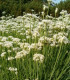 Pažitka čínská Neko - Allium tuberosum - semena - 20 ks