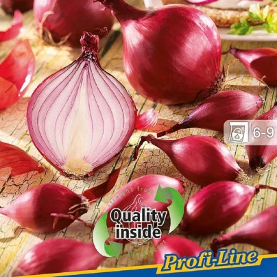 Cibule sazečka červená Red Ray F1 - Allium cepa - cibulky - 60 ks