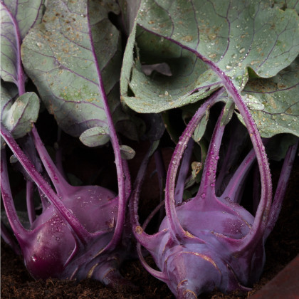 BIO Kedluben Azur - Brassica oleracea L. - bio semena - 50 ks