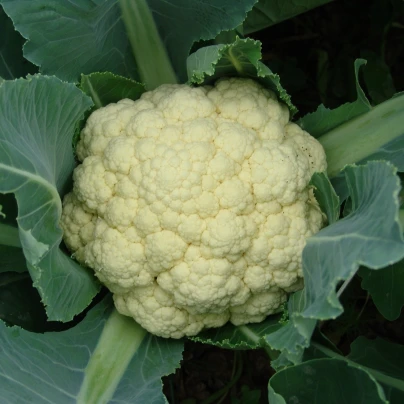 Květák raný Beta - Brassica oleracea convar. botrys - semena - 150 ks