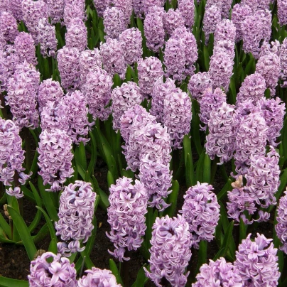 Hyacint Splendid Cornelia - Hyacinthus - cibuloviny - 1 ks