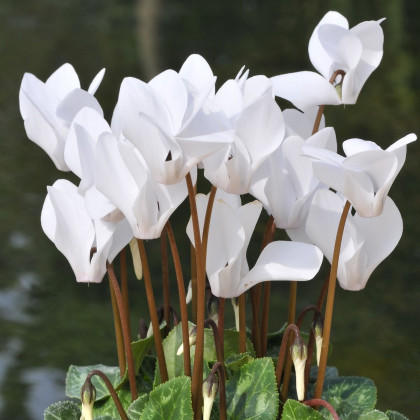 Brambořík břečťanolistý bílý - Cyclamen hederifolium album - cibuloviny - 1 ks