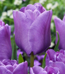 Tulipán Bleu Aimable - Tulipa - cibuloviny - 3 ks