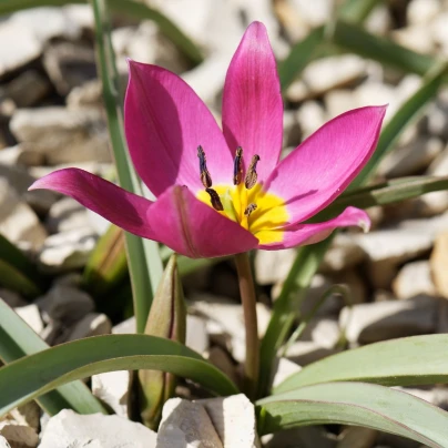 Tulipán Eastern Star pulchella - Tulipa - cibuloviny - 3 ks