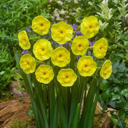 Narcis Sun Disc - Narcissus jonquilla - cibuloviny - 3 ks