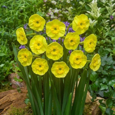 Narcis Sun Disc - Narcissus jonquilla - cibuloviny - 3 ks