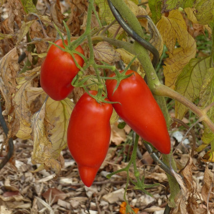 Rajče Andenhorn - Solanum lycopersicum - semena - 10 ks