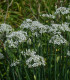 Pažitka čínská česneková Kobold - Allium tuberosum - semena - 130 ks