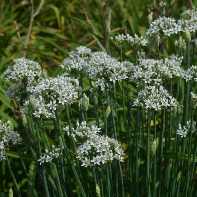 Pažitka čínská česneková Kobold - Allium tuberosum - semena - 130 ks