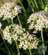 Pažitka čínská Neko - Allium tuberosum - semena - 20 ks