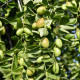 Jojoba - Simmondsia chinensis - semena - 6 ks