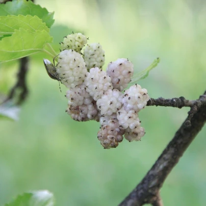 Morušovník bílý - Morus alba - semena - 5 ks