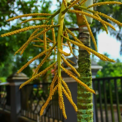 Palma madagaskarská - Dypsis madagascariensis - semena - 3 ks