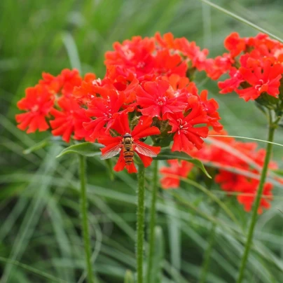 Kohoutek chalcedonský - Lychnis chalcedonica - semena - 50 ks