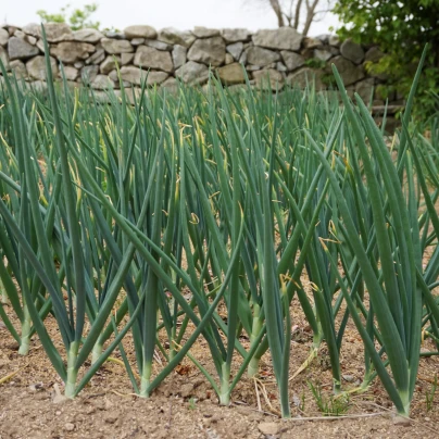 Cibule zimní - Česnek ošlejch - Allium fistulosum - semena - 120 ks