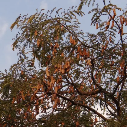 Tamarind indický - Tamarindus indica - semena - 5 ks