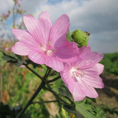 Sléz pižmový - Malva moschata - semena - 50 ks