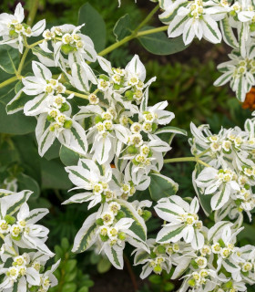 Pryšec vroubený - Euphorbia marginata - semena - 20 ks