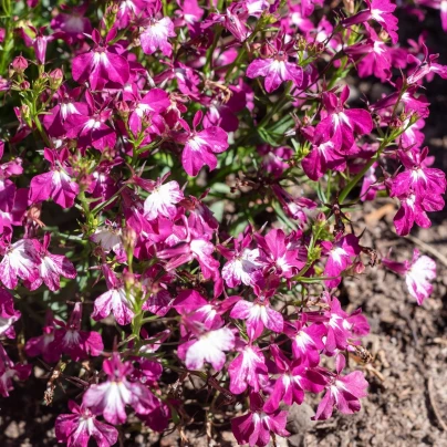 Lobelka převislá kaskádovitá - Lobelia erinus pendula - semena - 500 ks