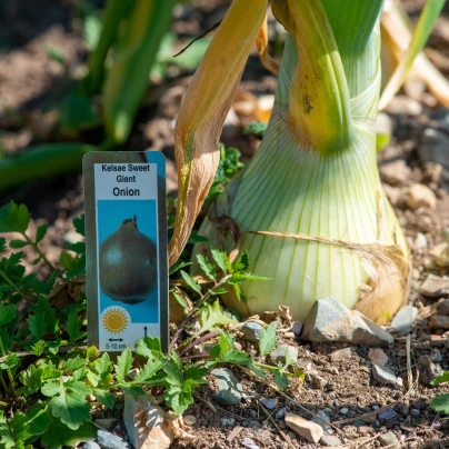 Cibule obrovská Kelsae - Allium cepa - semena - 100 ks