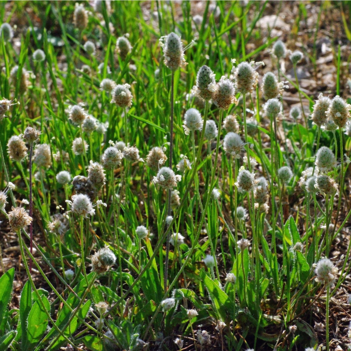 Jitrocel Minutina - Plantago coronopus - semena - 500 ks