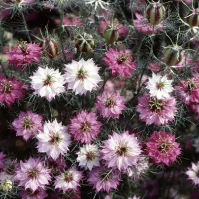 Černucha damašská růžovobílá směs - Nigella Damascena - semena - 200 ks