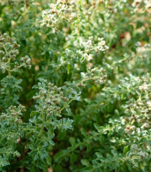 BIO Saturejka horská - Satureja hortensis - bio semena - 0,3 g