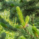 Borovice osinatá - Pinus aristata - semena - 5 ks