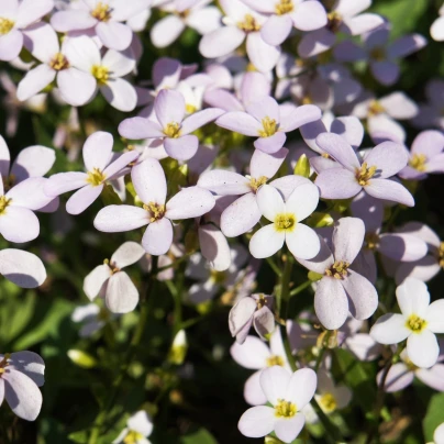 Huseník růžový - Arabis arendsii - semena - 100 ks