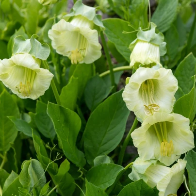 Vilec šplhavý bílý - Cobaea scandens - semena - 7 ks