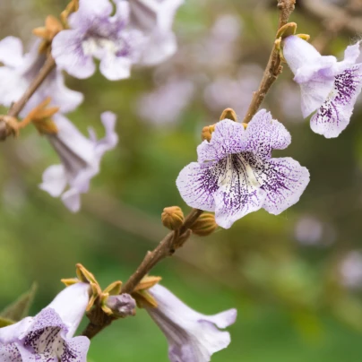 Paulovnie catalpifolia - Paulownia - semena - 15 ks