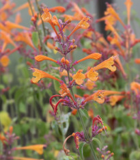 Agastache Apricot Sprite - Agastache aurantiaca - semena agastache - 20 ks