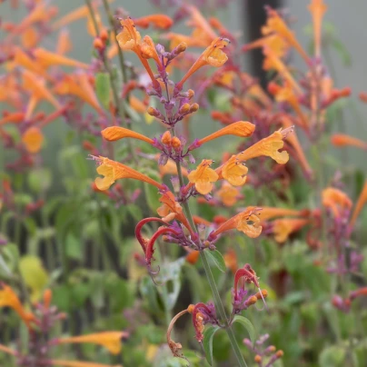 Agastache Apricot - Agastache aurantiaca - semena - 20 ks