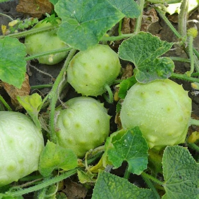 Kiwano Jelly Rund - Cucumis metuliferus - semena - 8 ks