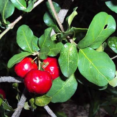 Barbadorská třešeň - Acerola - Malpighia glabra - semena - 4 ks