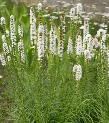 Šuškarda klasnatá Floristan White - Liatris spicata - semena - 20 ks