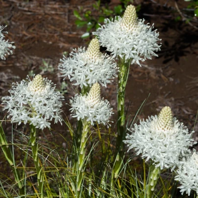 Medvědí tráva - Xerophyllum tenax - semena - 15 ks