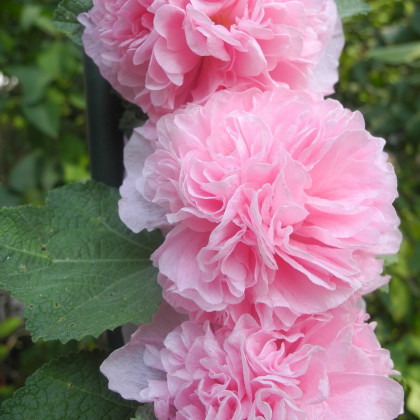 Topolovka růžová Chaters - Alcea rosea - semena - 7 ks