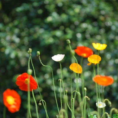 Sluncovka směs barev - Eschscholzia californica - semena - 200 ks