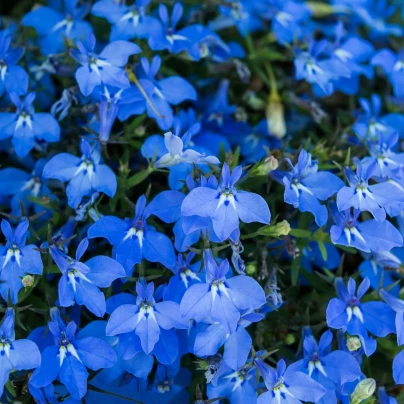 Lobelka drobná Crystal Palace - Lobelia erinus - semena - 1000 ks