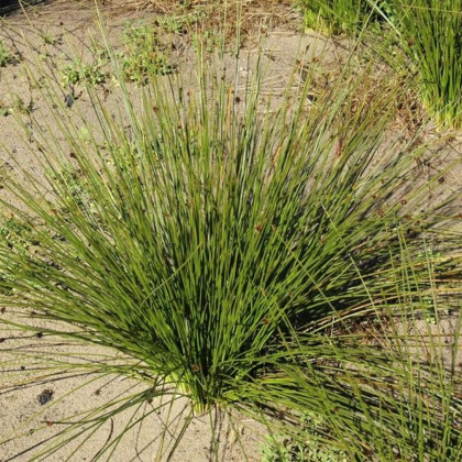 Ozdobná tráva - Ficinia nodosa - semena - 10 ks