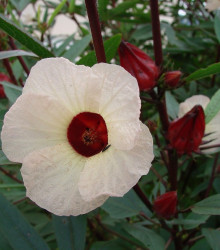 Ibišek súdánský - Hibiscus sabdariffa - semena - 8 ks