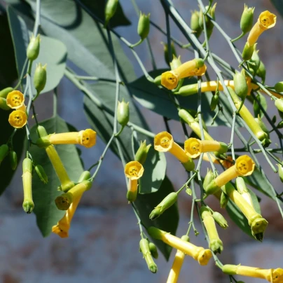 Tabák glauca - Nicotiana glauca - semena - 20 ks