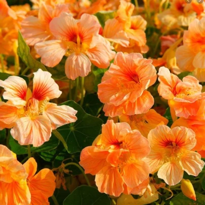 Lichořeřišnice nízká Tip Top Apricot - Kapucínka - Tropaeolum minus - semena - 12 ks